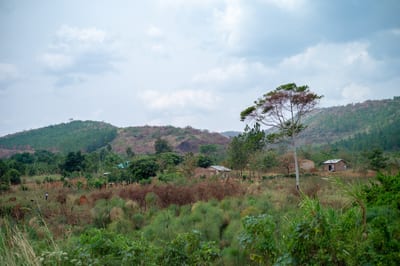 Afrique I, photograph 2 of 26