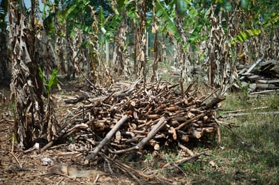 Afrique I, photograph 6 of 26
