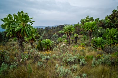 Mount Elgon, photograph 3 of 27