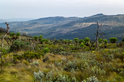 Mount Elgon, photograph 5 of 27