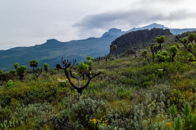 Mount Elgon, photograph 6 of 27