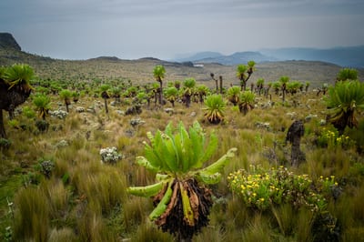 Mount Elgon, photograph 9 of 27