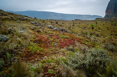 Mount Elgon, photograph 10 of 27