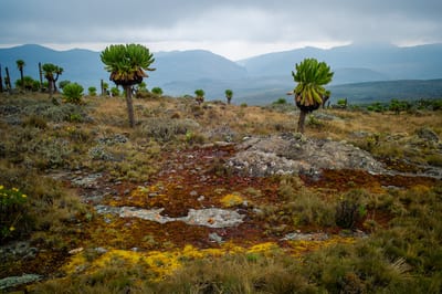 Mount Elgon, photograph 12 of 27