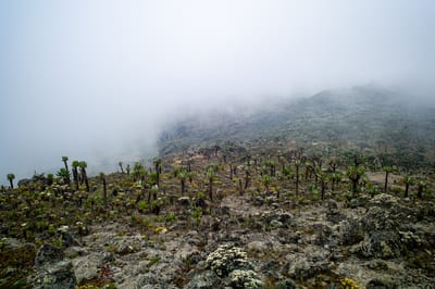 Mount Elgon, photograph 14 of 27