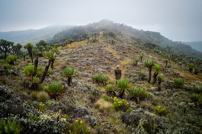 Mount Elgon — cover photograph
