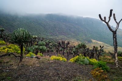 Mount Elgon, photograph 16 of 27