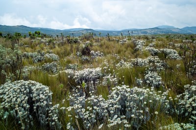 Mount Elgon, photograph 17 of 27