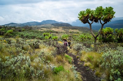 Mount Elgon, photograph 18 of 27