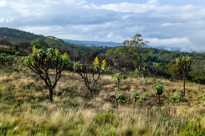 Mount Elgon, photograph 20 of 27