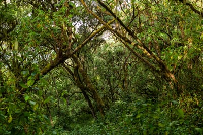 Mount Elgon, photograph 21 of 27