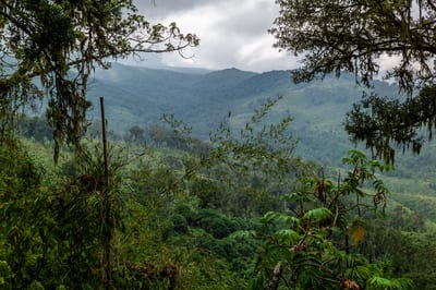 Mount Elgon, photograph 22 of 27