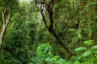 Mount Elgon, photograph 23 of 27