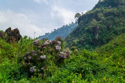 Mount Elgon, photograph 24 of 27