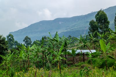 Mount Elgon, photograph 25 of 27