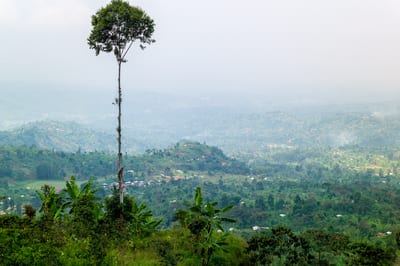 Mount Elgon, photograph 26 of 27