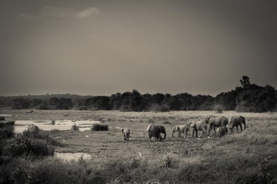 Nature I, photograph 13 of 19