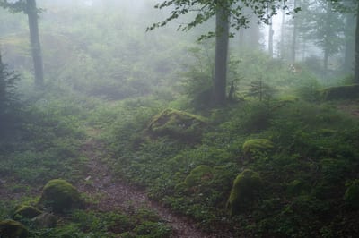 Nature II — cover photograph