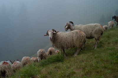 Nature II, photograph 4 of 33