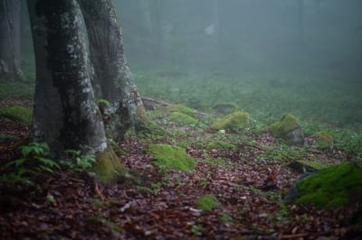 Nature II, photograph 7 of 33
