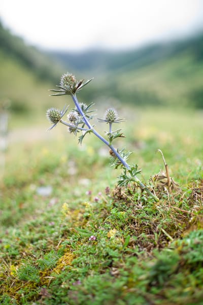 Nature II, photograph 8 of 33